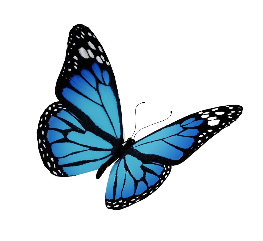 blue butterfly